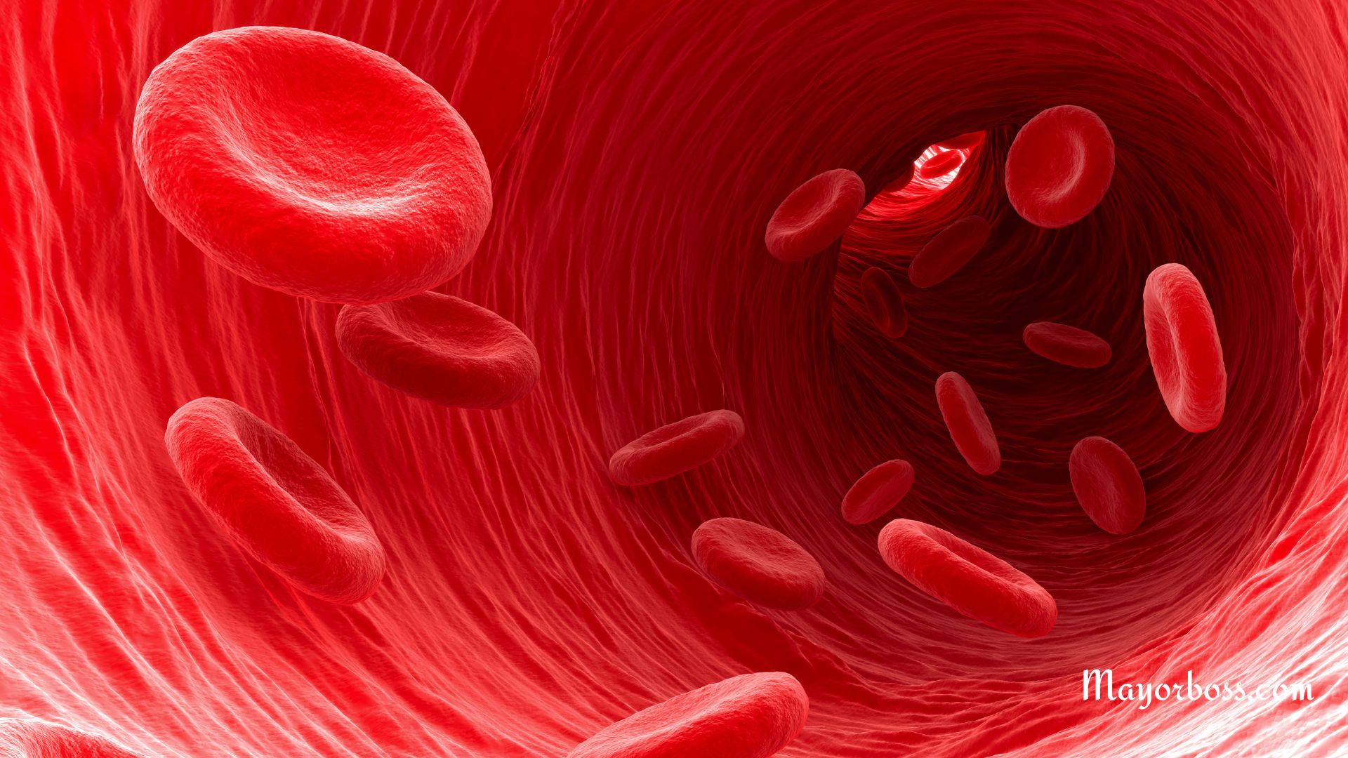 The Essential Functions of Blood in the Human Body