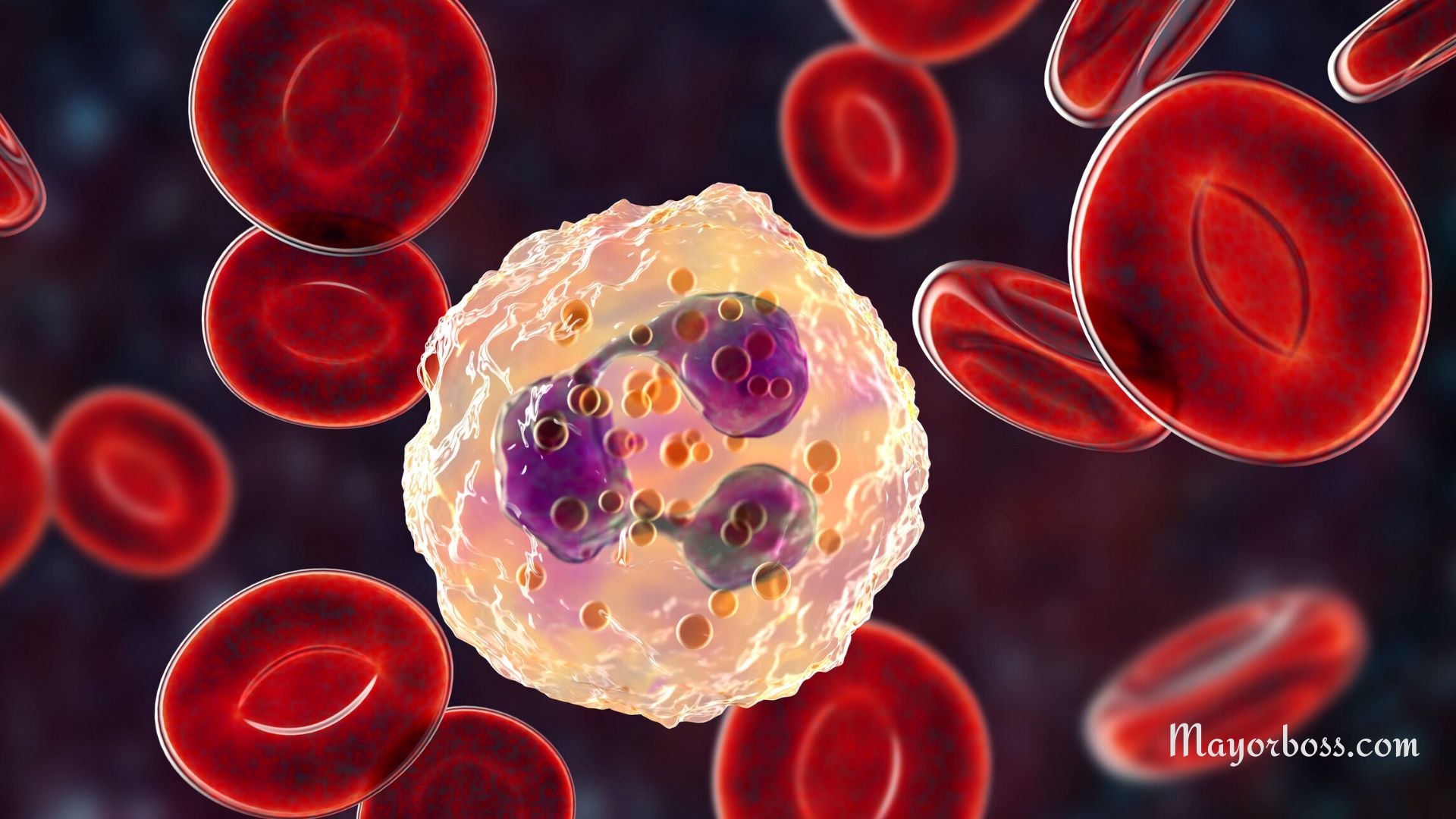 Understanding High Neutrophils and Low Lymphocytes