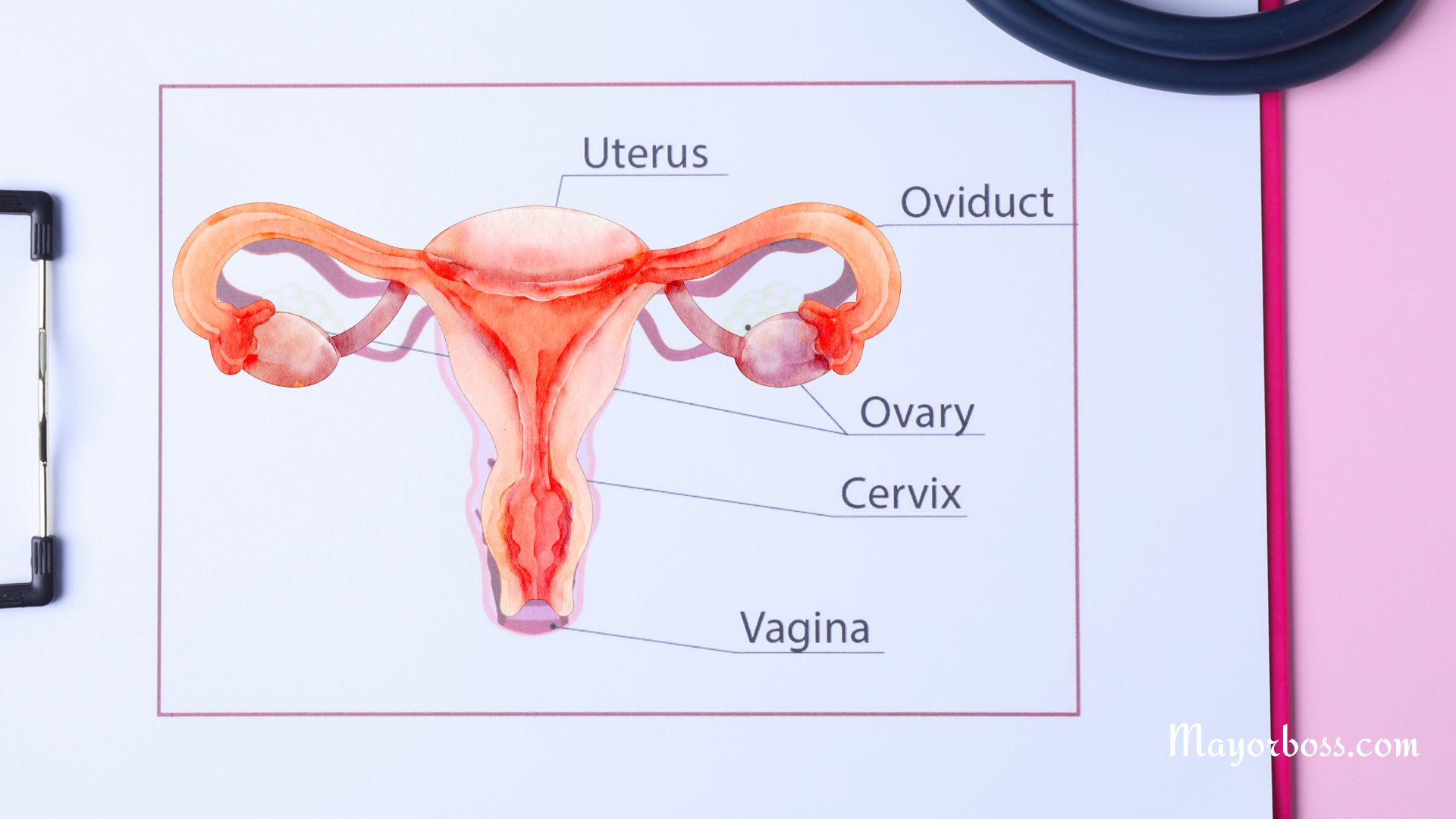 Understanding the Female Reproductive System