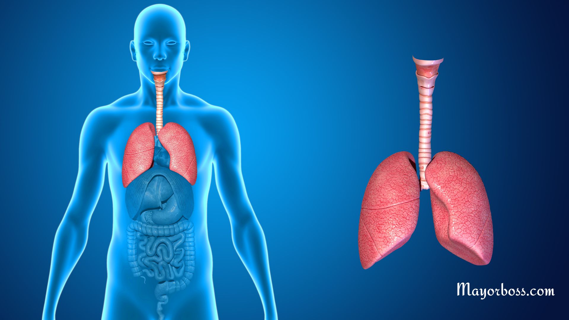 What Is the Lingula of the Lung?