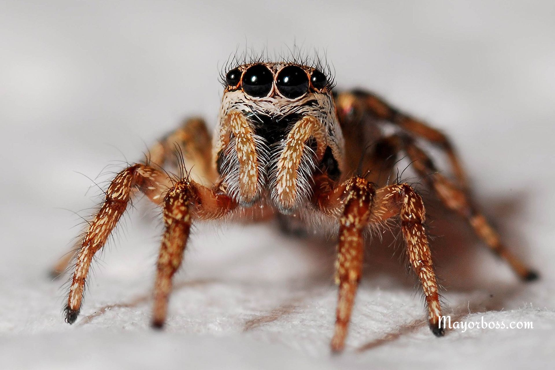 Why Spiders Love Your Home: The Common Habit You Should Avoid