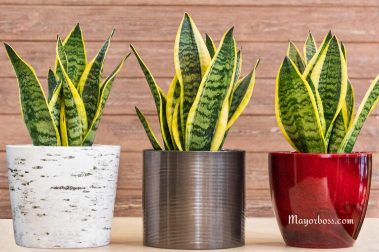 Plants that Fight Indoor Air Pollution and Improve Lung Health