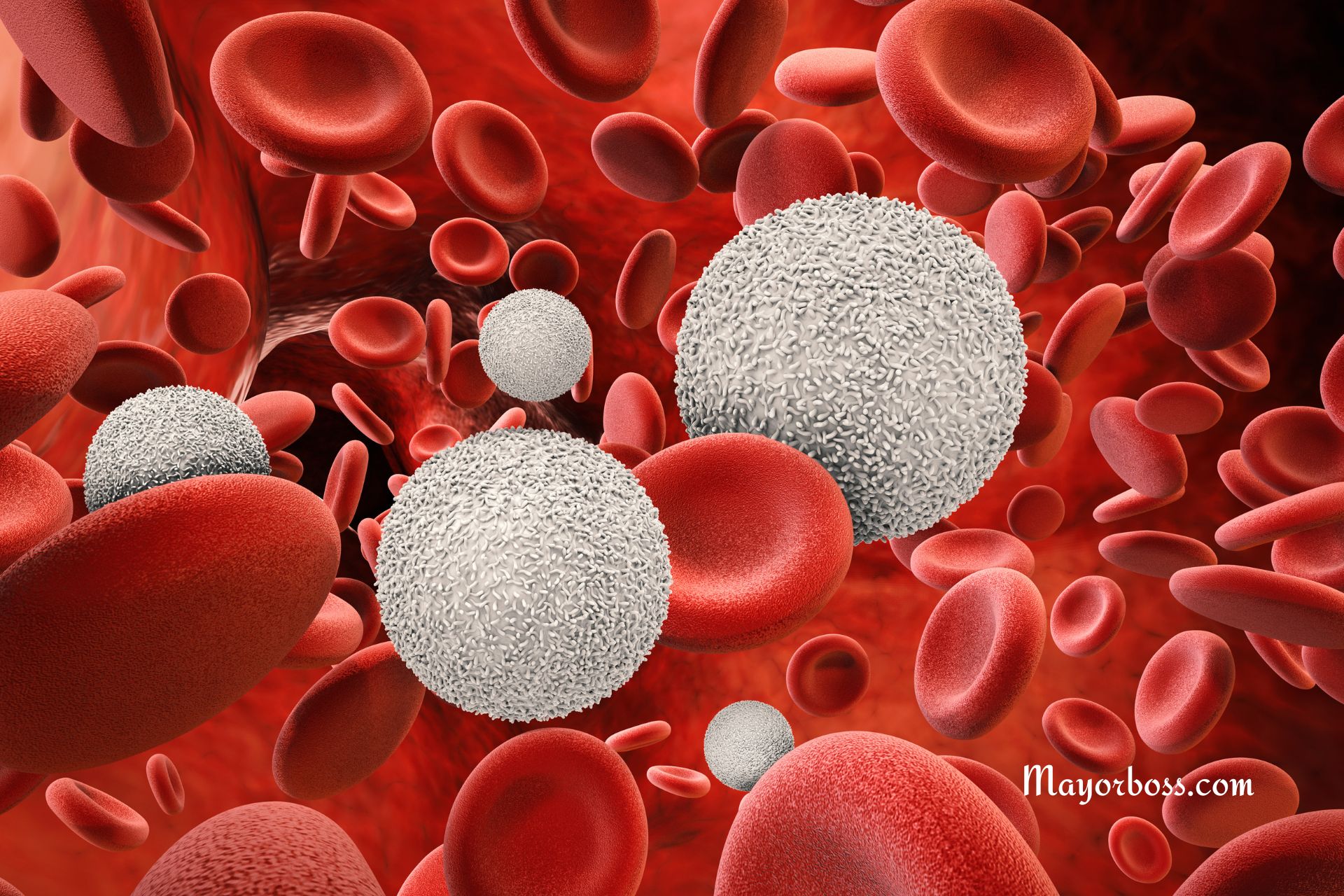 What Do High White Blood Cells In The Urine Indicate?