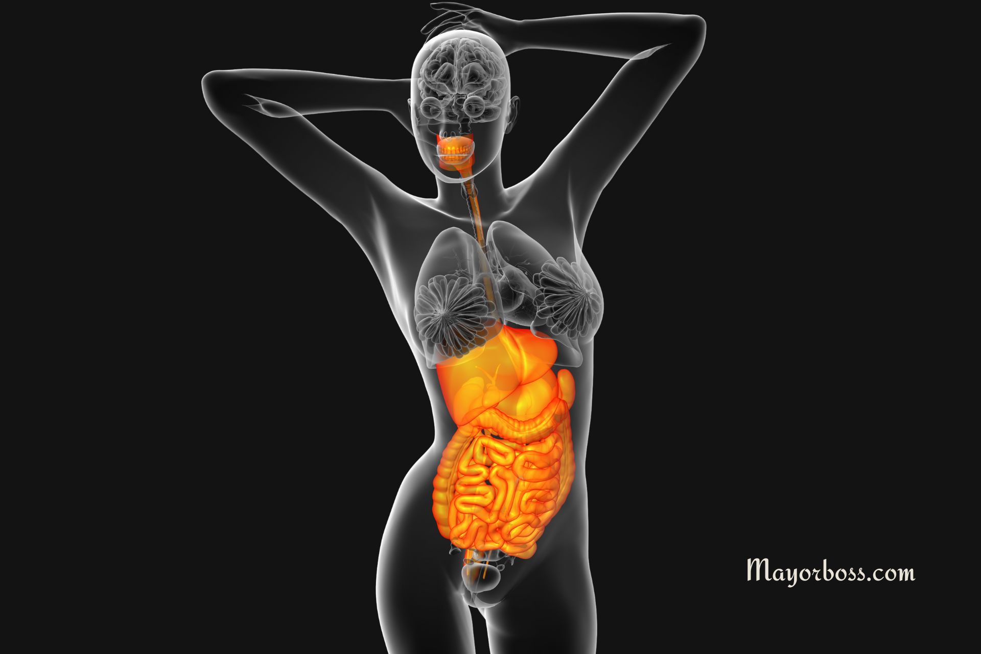 What is Digestion?