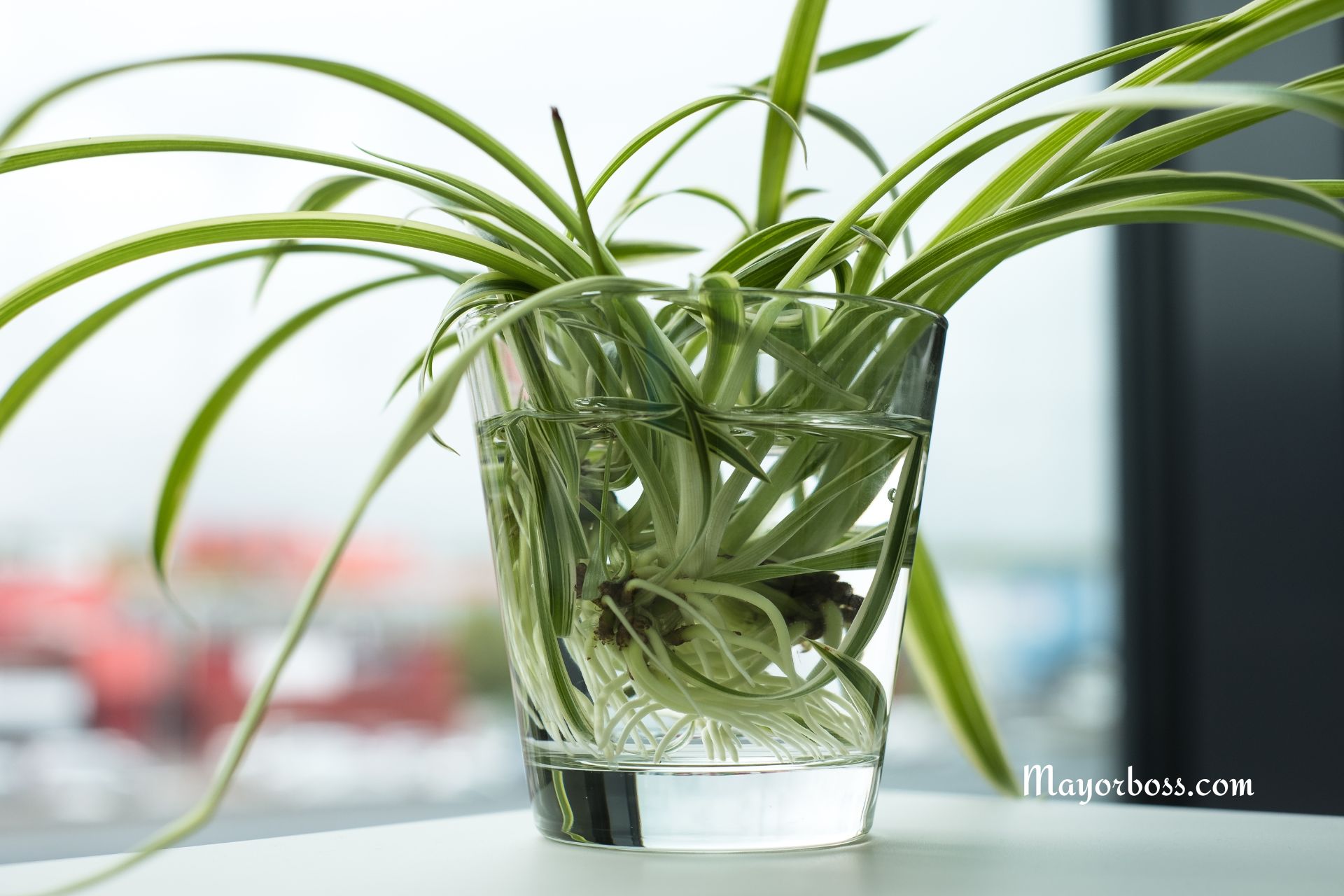 5 Reasons Your Home Needs a Spider Plant (Number 3 Will Surprise You!)