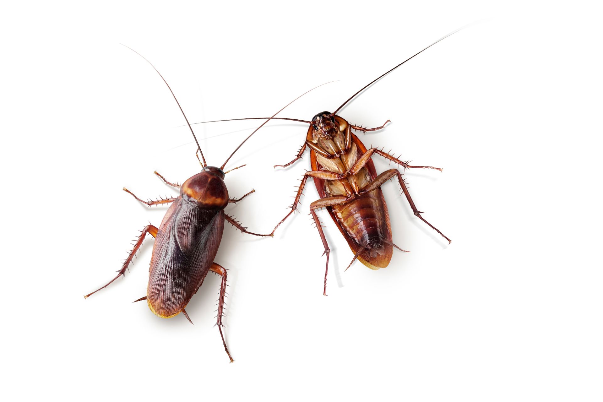 What Smells Do Cockroaches Hate? Simple Home Remedies
