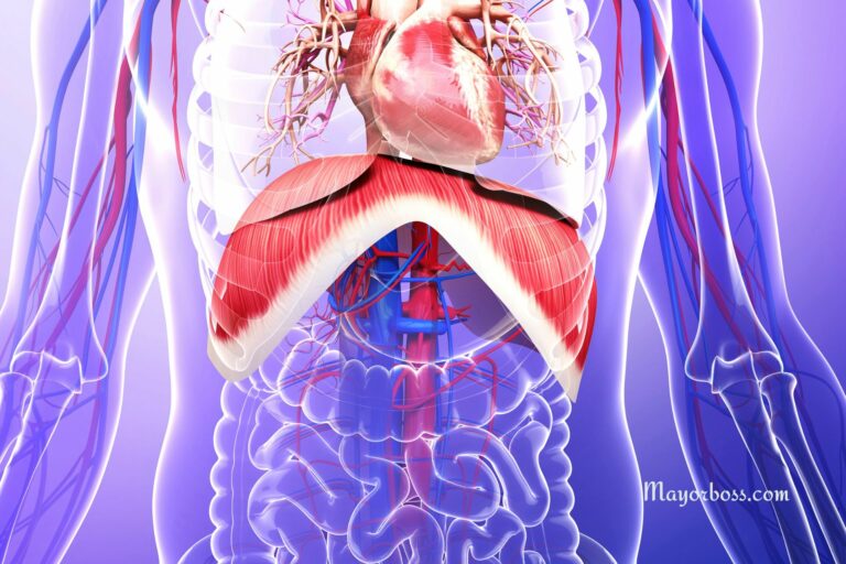 What is the Diaphragm?