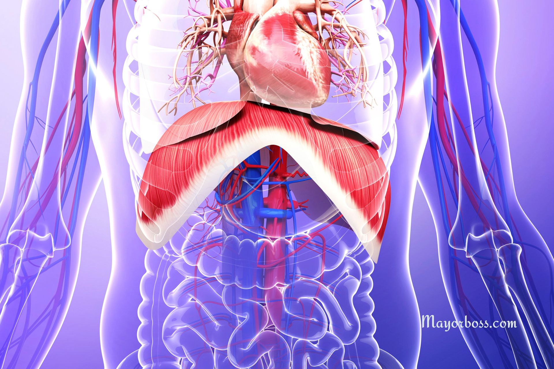 What is the Diaphragm?