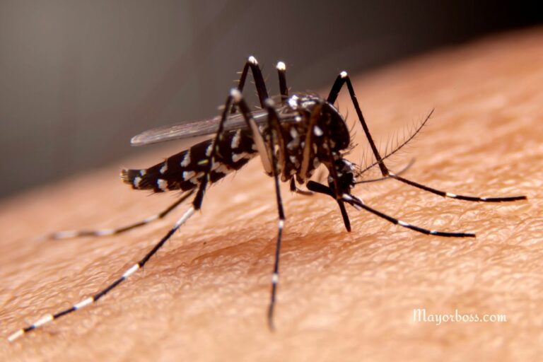 How Cetirizine Helps with Mosquito Bites