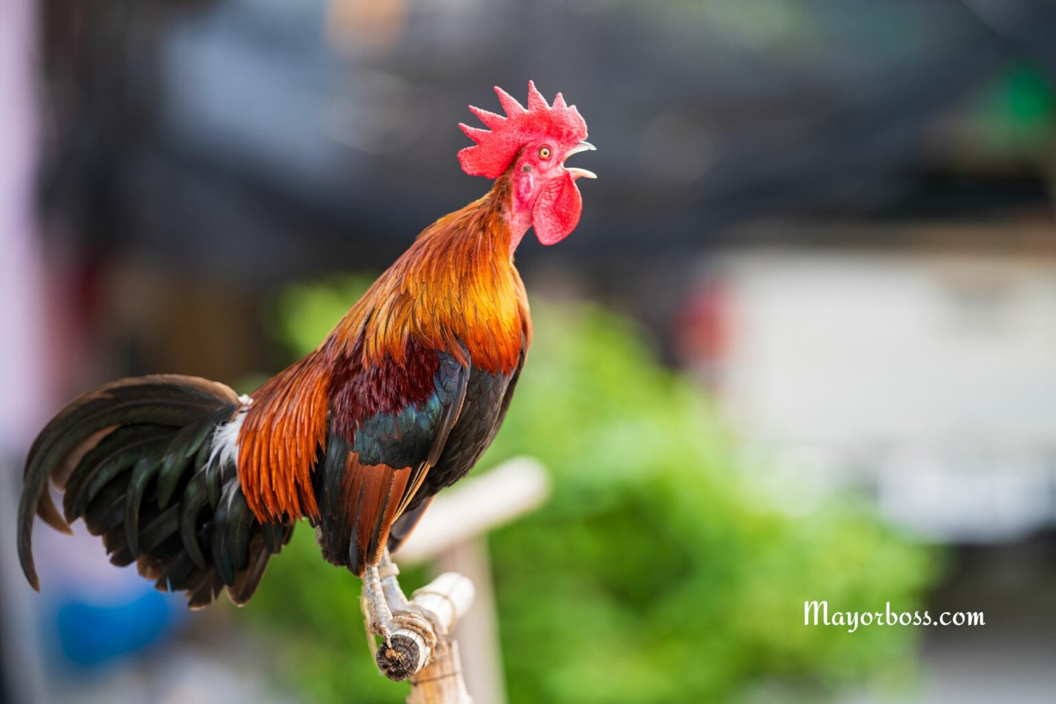 How Does A Rooster Know When To Crow?
