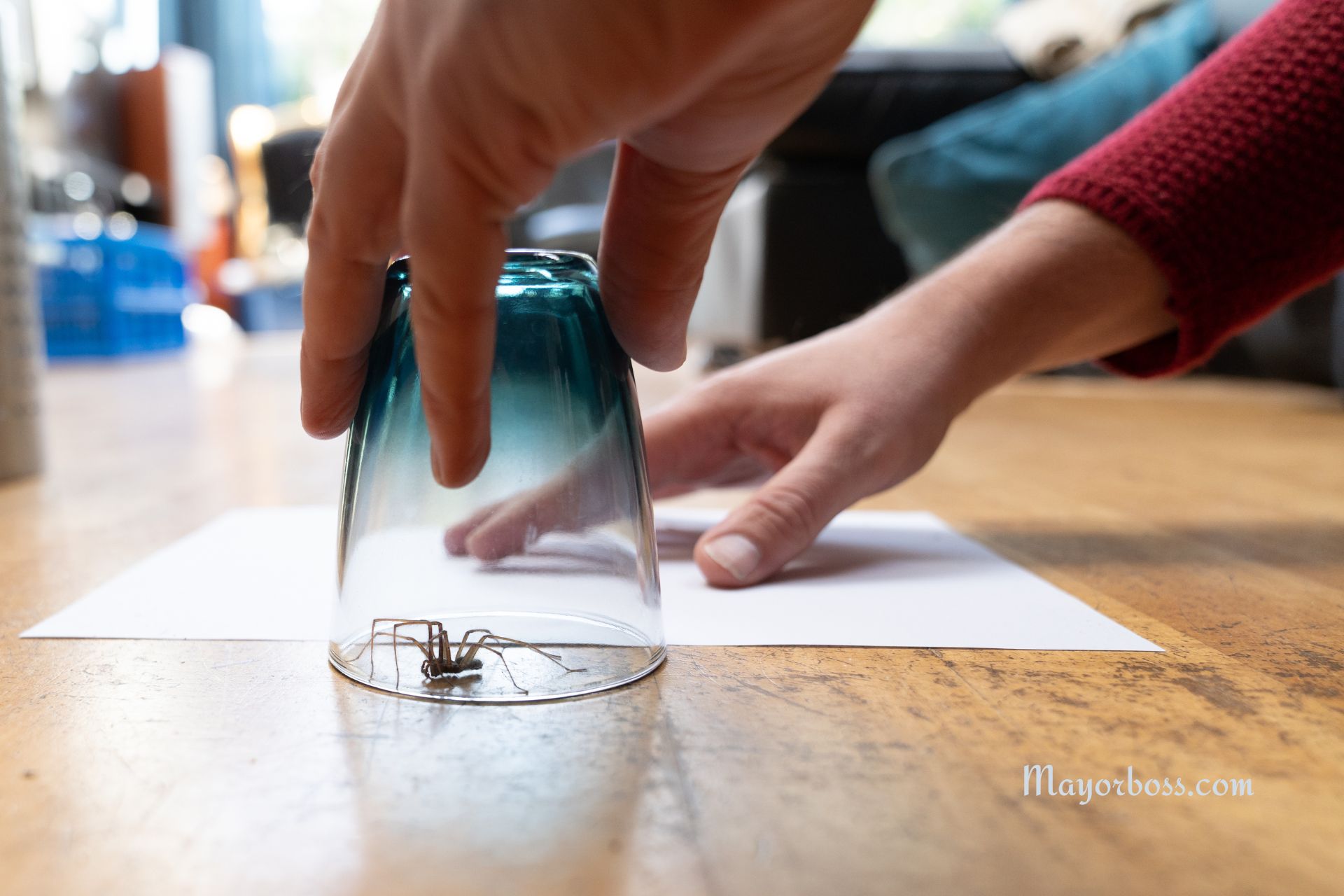 Keep Spiders Away With These 4 Tricks