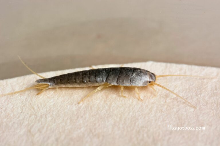 Getting Rid of Silverfish: 4 Proven Tips and Home Remedies