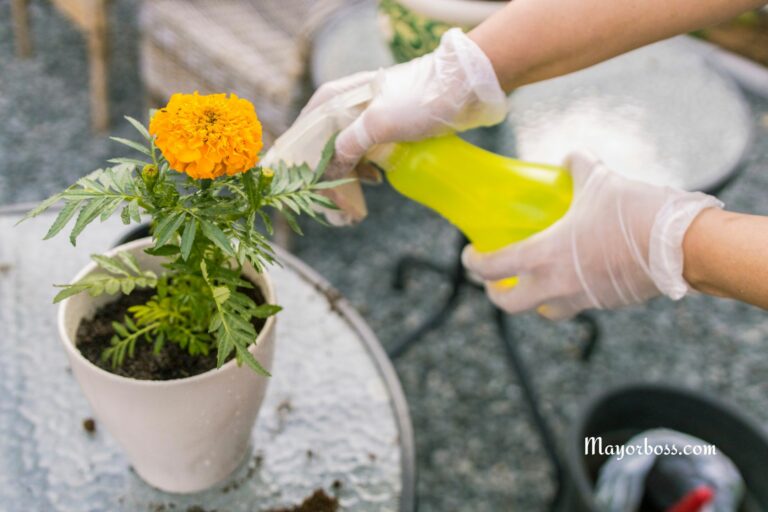 How Often to Water Marigolds