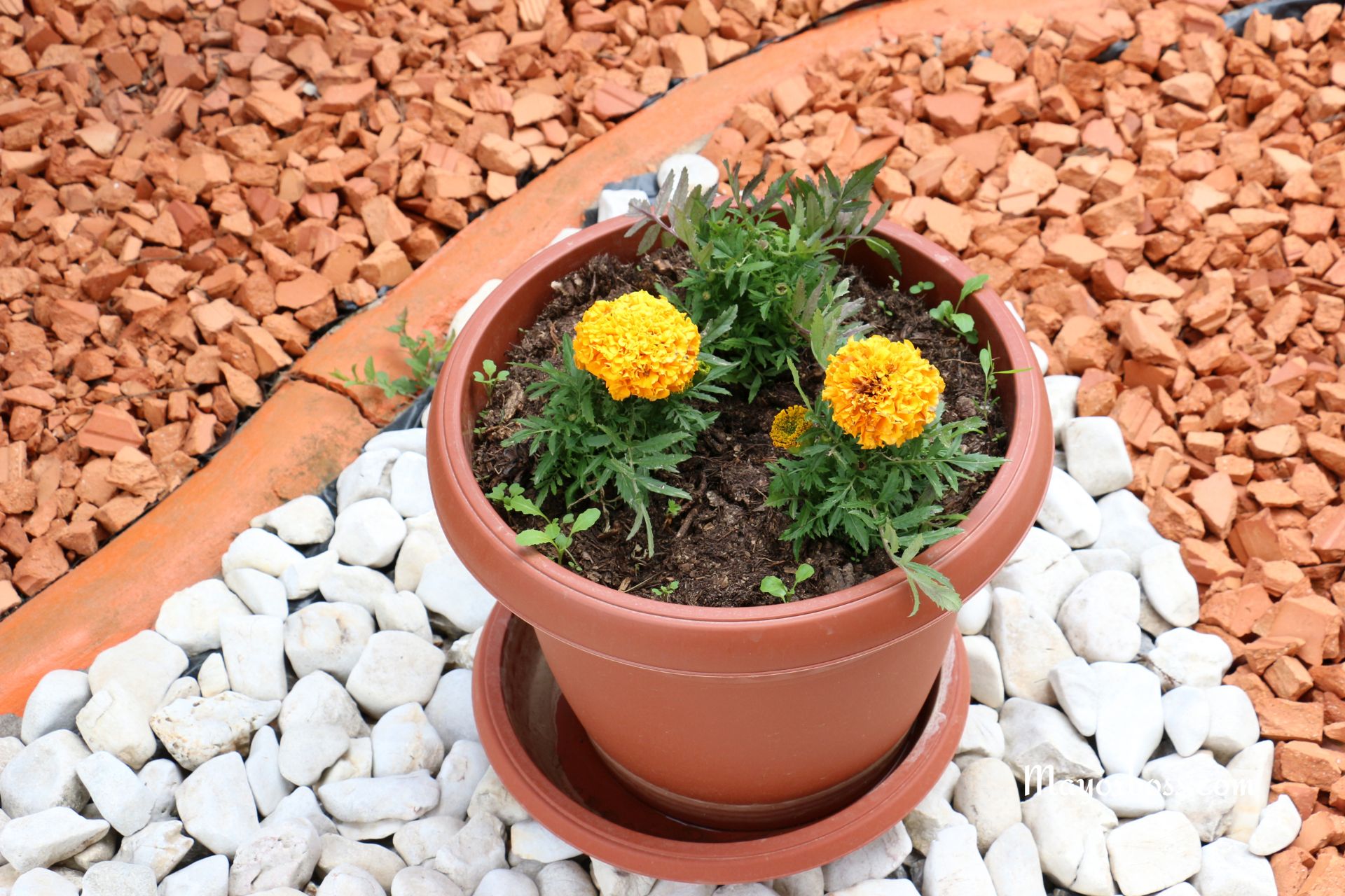 What Are the Holes in Flower Pots For?