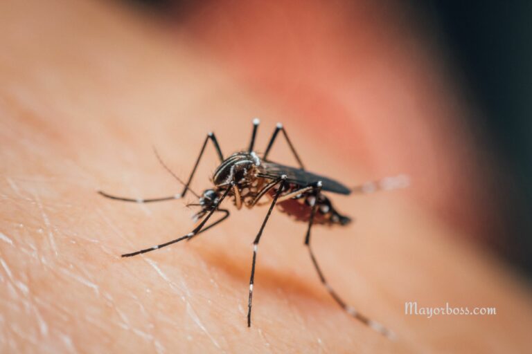 7 Warning Signs of Dengue Fever