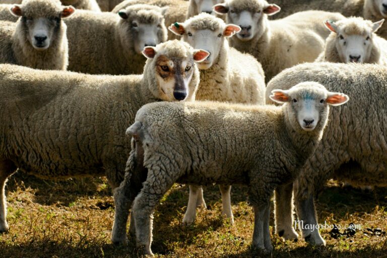 How to Spot a Wolf in Sheep’s Clothing: 6 Warning Signs You Need to Know