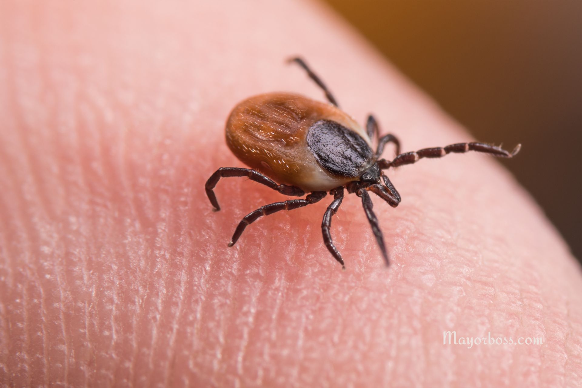 This Summer, Take Three Steps to Stay Safe from Tick Bites, as Advised by the CDC