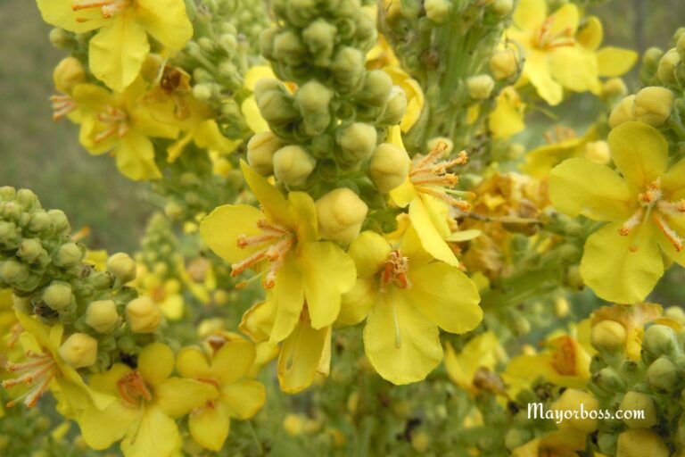 Using Mullein to Clean Your Throat and Chest of Mucus