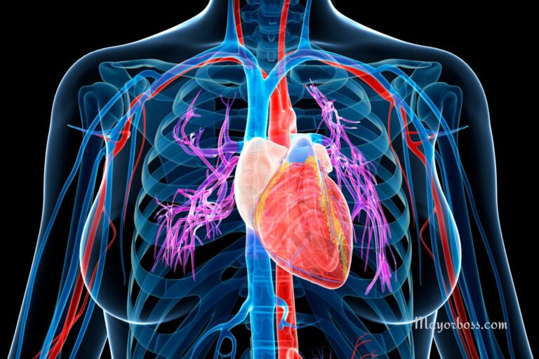 Heart Murmurs – Causes, Symptoms, Treatment And When To Worry (And When Not To)