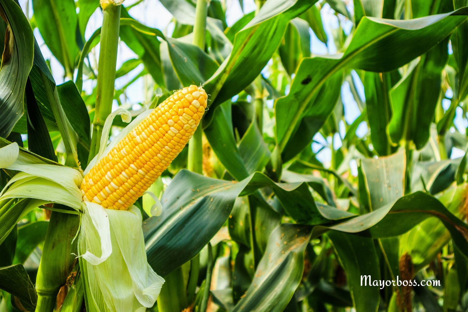 10 Companion Plants To Grow With Corn