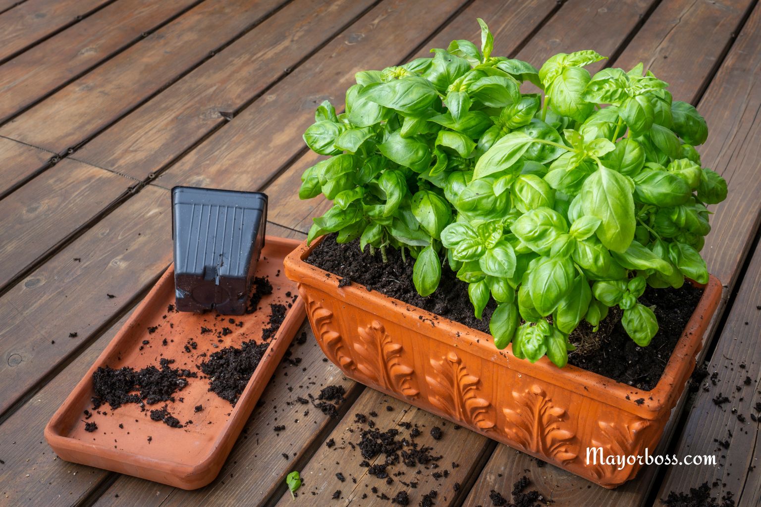 7 Fast-Growing Herbs You Can Plant Right Now