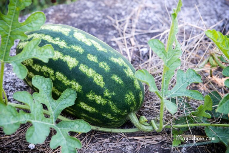 At What Distance From Each Other Should Watermelons Be Planted To Get A Big Harvest