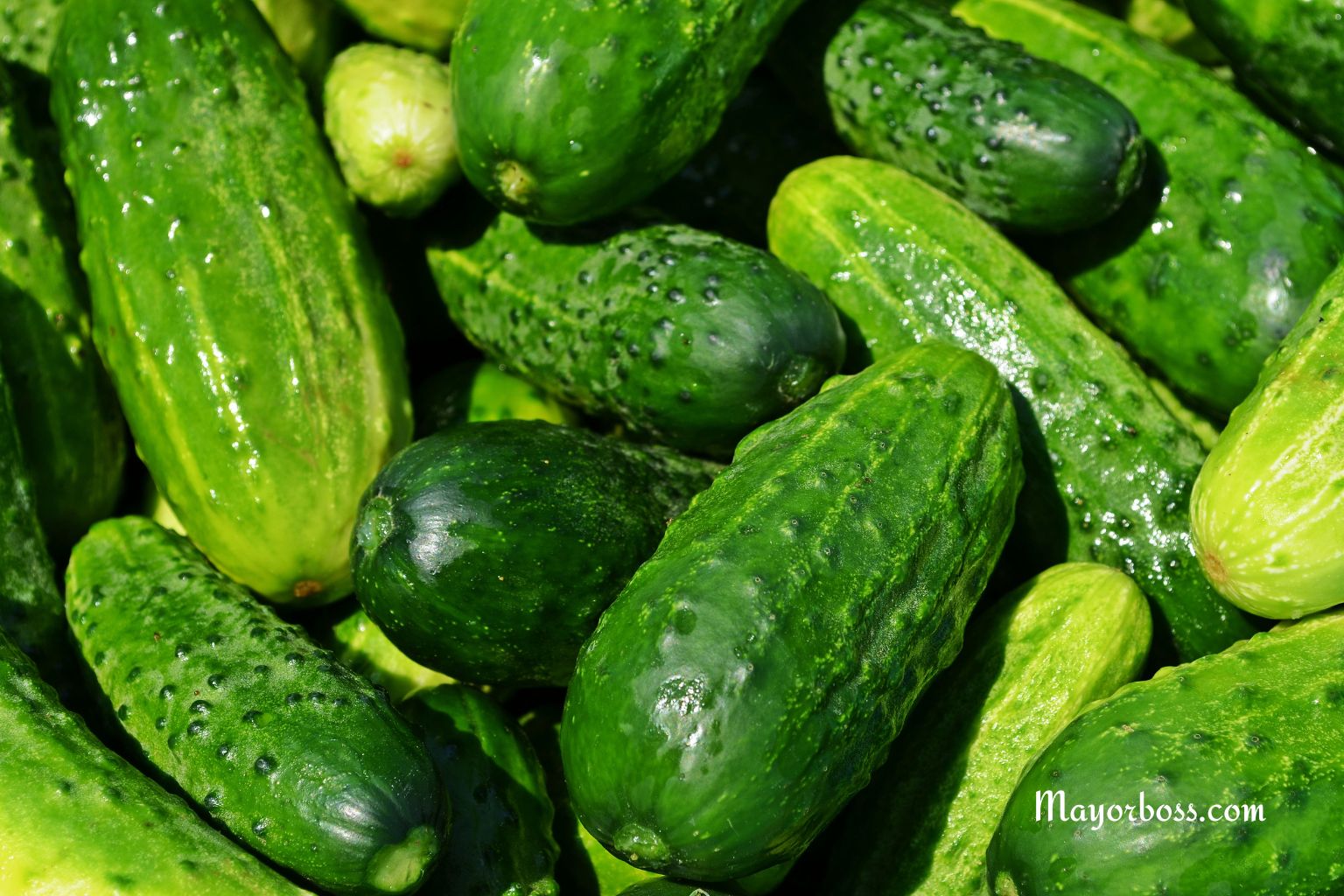 Cucumbers Recalled Nationwide as Salmonella Outbreak Sickens Dozens