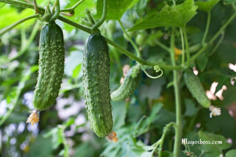 Don’t Plant These 10 Crops With Your Cucumbers