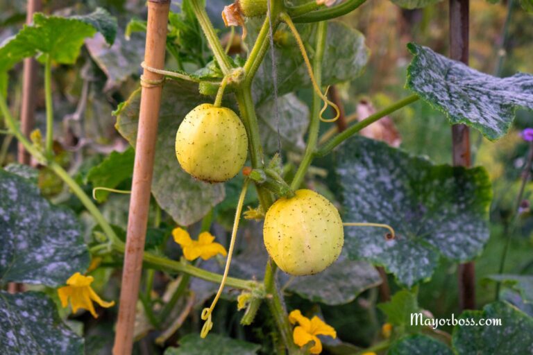 How to Grow Lemon Cucumbers in Your Garden (Even If You’re a Beginner)