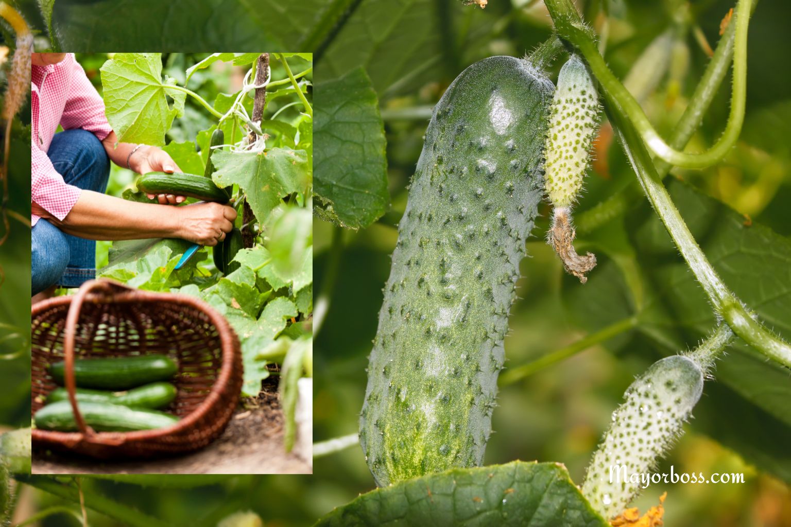 How to Protect Cucumbers from Temperature Changes: What You Need to Do for a Good Harvest