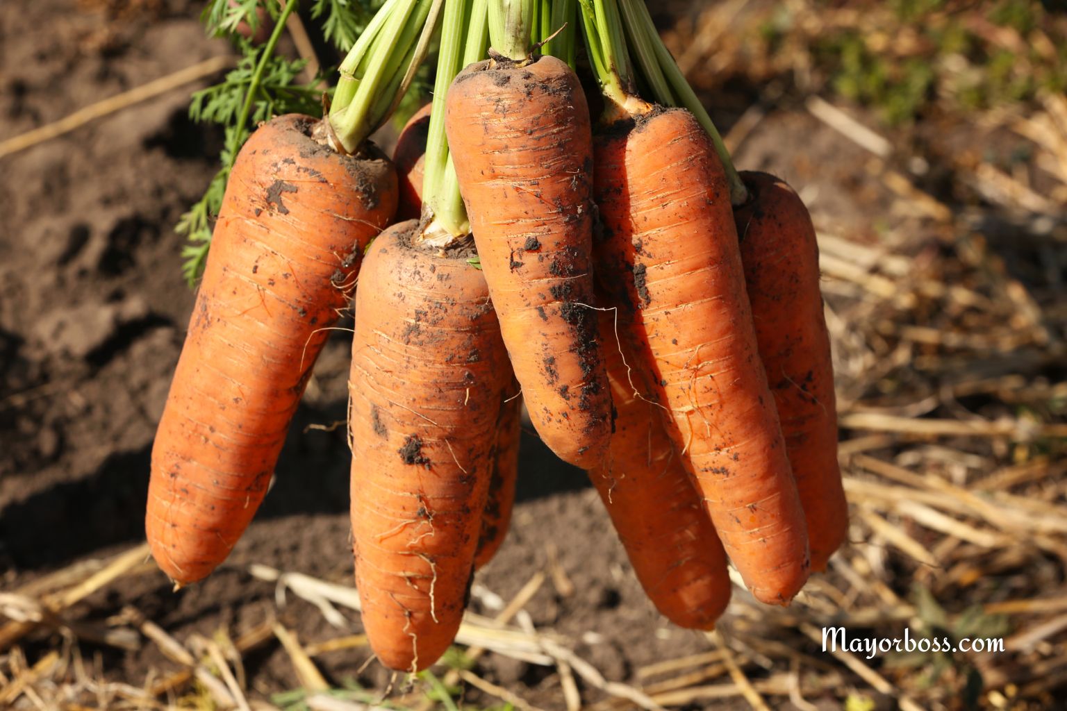 Increase Your Carrot Yield by 5 Times With These Smart Planting Methods