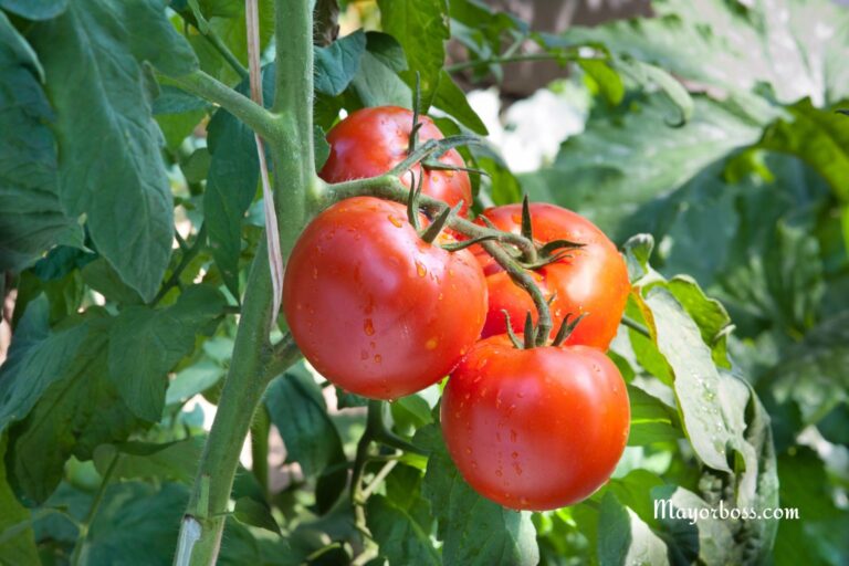 The 10 Best Companion Plants To Grow With Tomato For Increased Yields