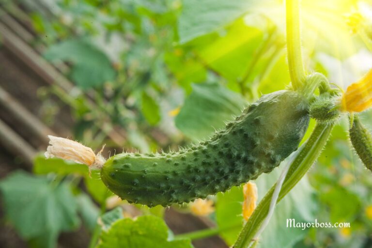 These Cucumber Growing Tips Can Boost Your Harvest