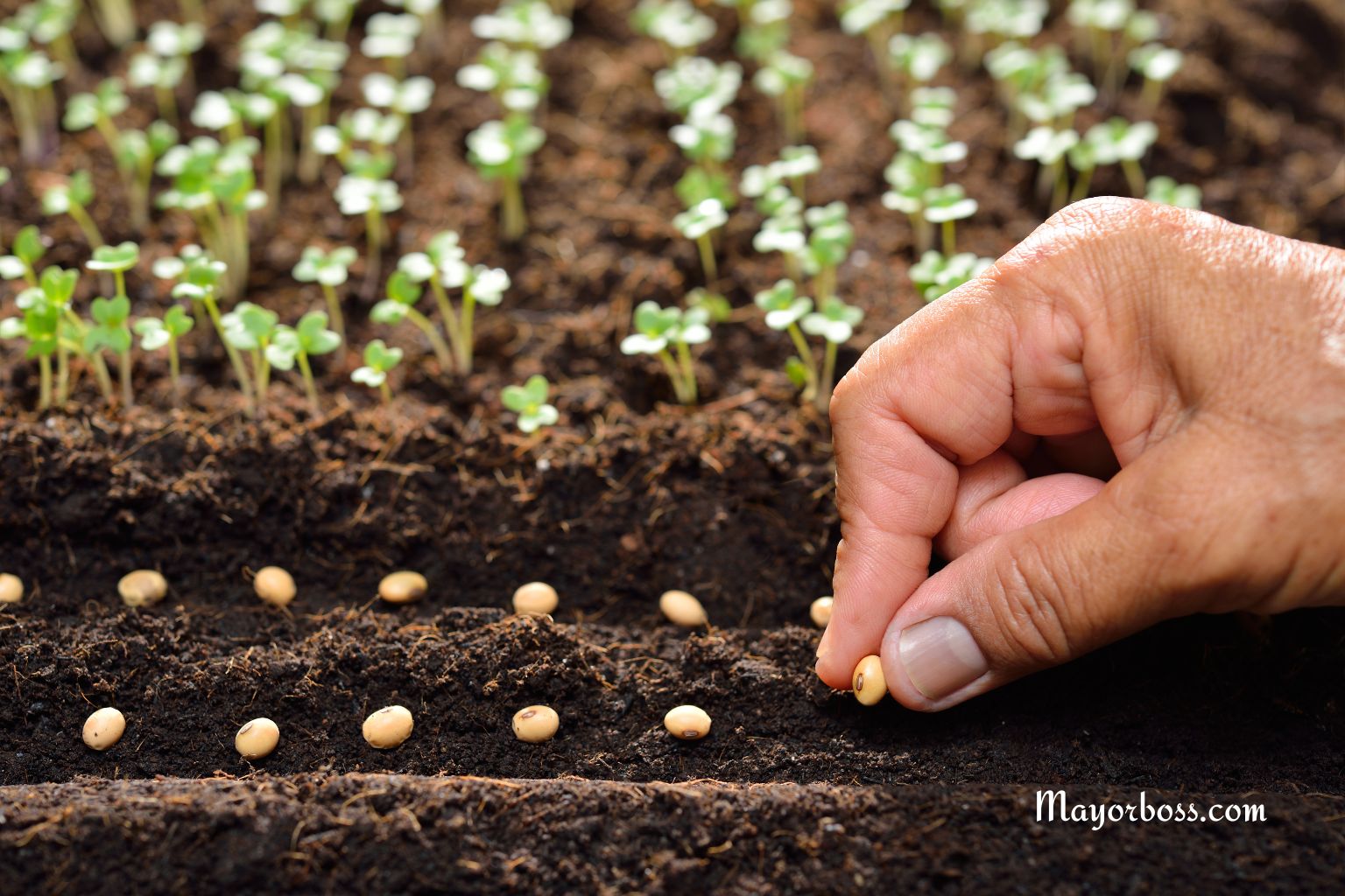 Tips for Faster Seed Germination