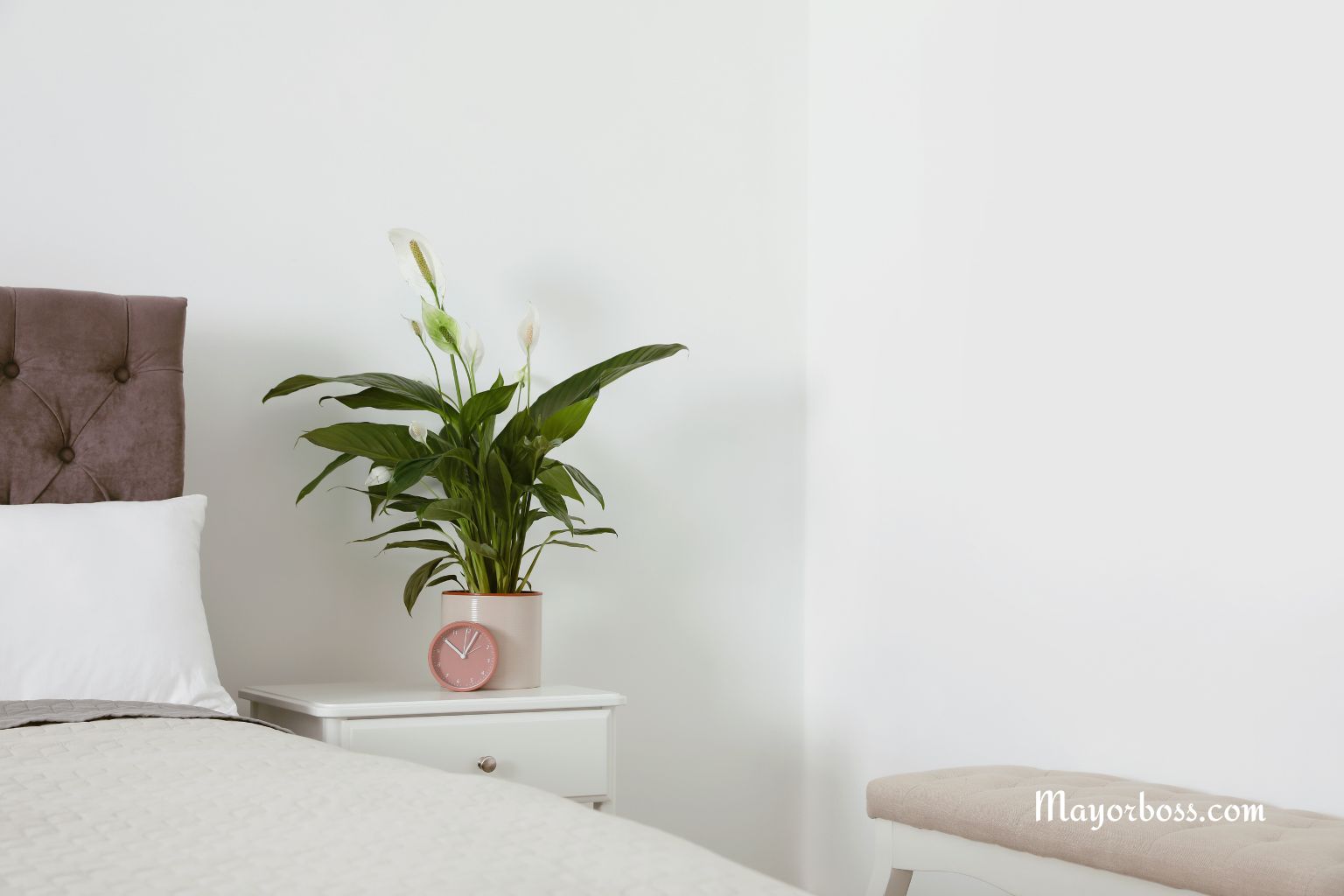 Top 3 Houseplants That Will Help You Fight Stress