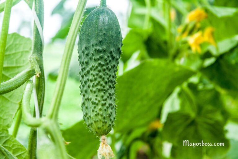 What to Plant Near Cucumbers to Increase Yield Up to 4 Times