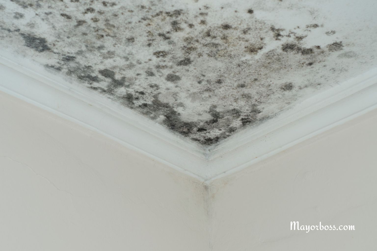 Why Your House Feels Humid—and How to Stop It Before Mold and Damage Set In