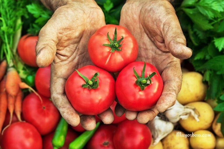 3 Mistakes That Are Ruining Your Tomato Harvest (Without You Knowing It)