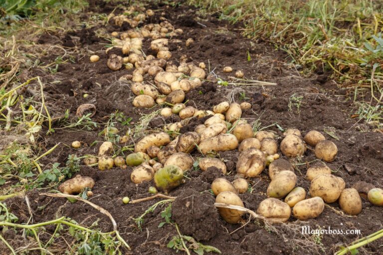 7 Plants You Should Never Grow Next to Potatoes