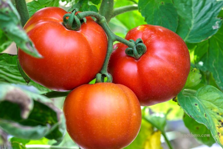 7 Plants You Should Never Grow Next to Your Tomatoes