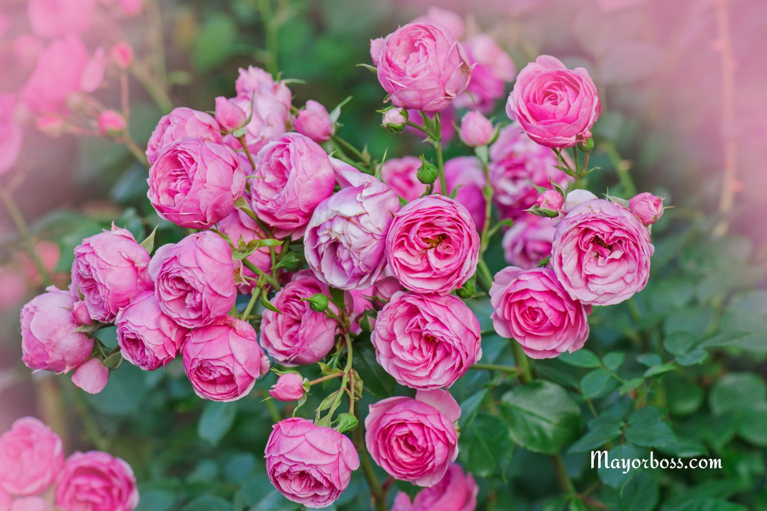 Banana Peels Can Help Your Roses Bloom Brighter and Grow Bigger—Here’s How