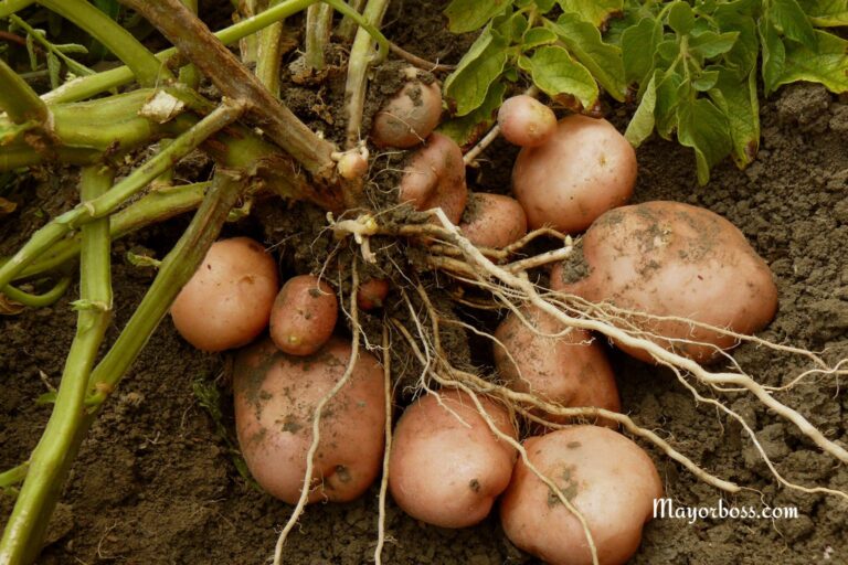 10 Perfect Companion Plants to Grow Next to Your Potatoes for a Bigger, Healthier Harvest
