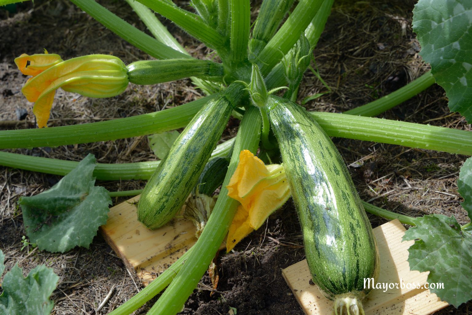 How to Grow Zucchini: Planting, Care & Harvest Tips