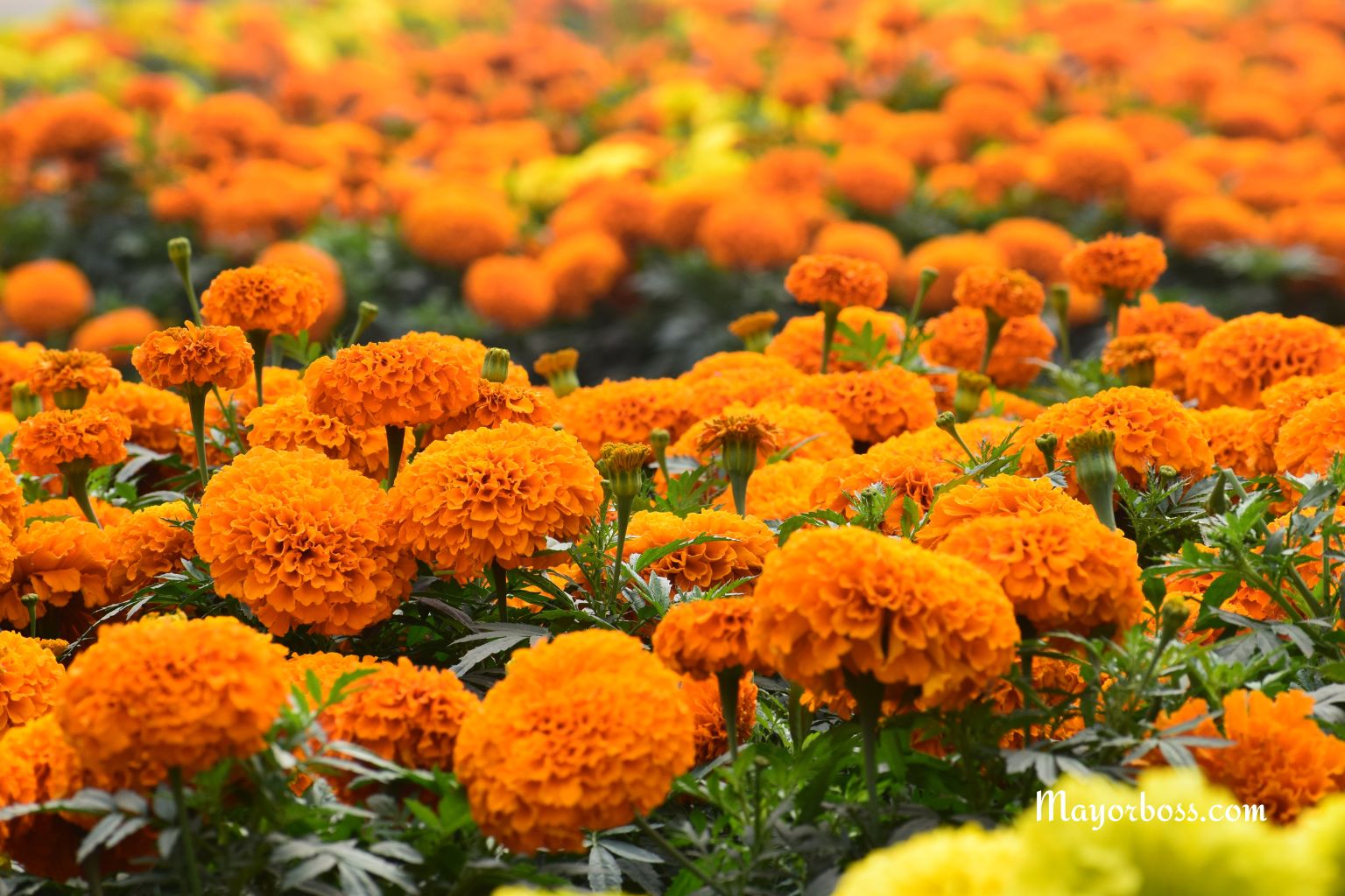 Here’s What to Plant in the Garden to Keep Mosquitos Away
