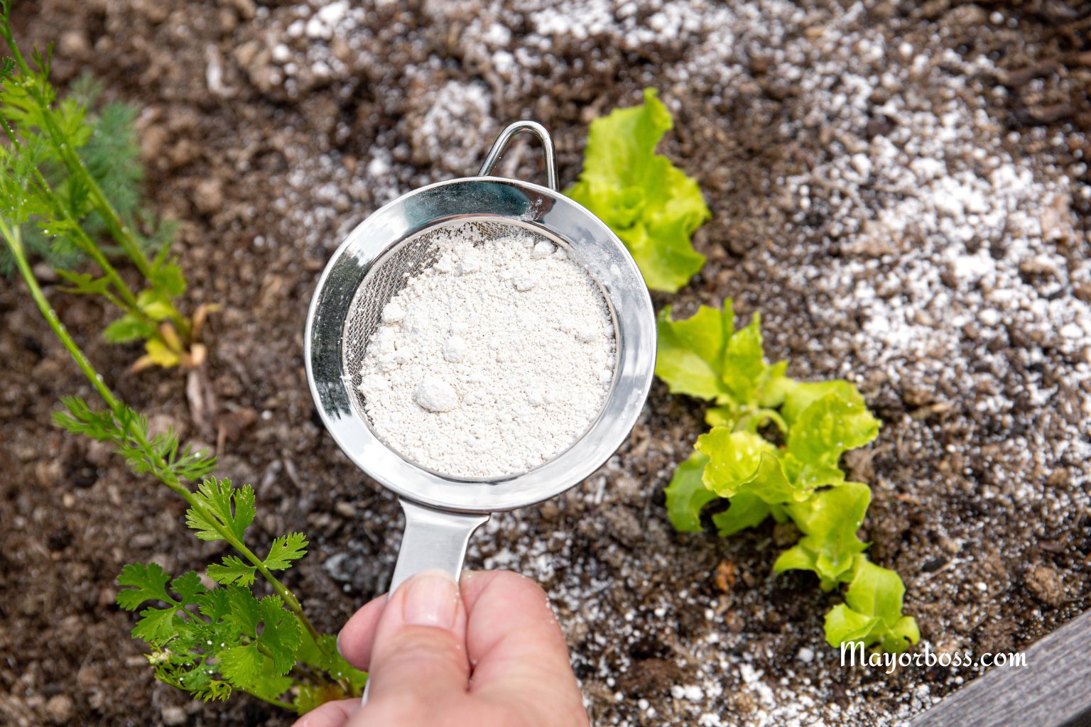How To Use Baking Soda In Your Garden And When Not To