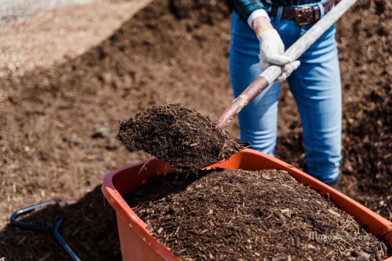 How to Add Phosphorus to Soil and Help Your Plants Grow Fast