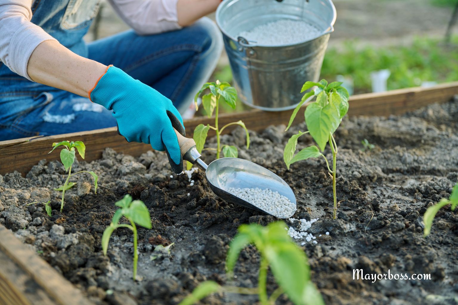 How to Fertilize Your Pepper for a Huge Harvest