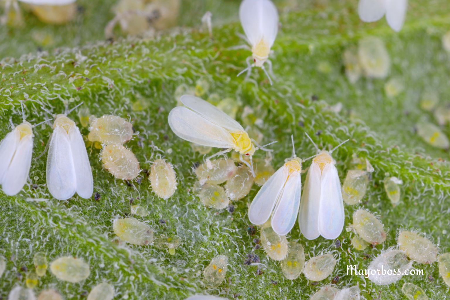 How to Finally Get Rid of Whiteflies Before They Ruin Your Plants
