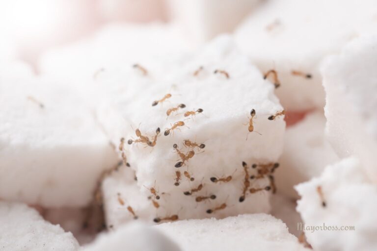 How to Get Rid of Sugar Ants