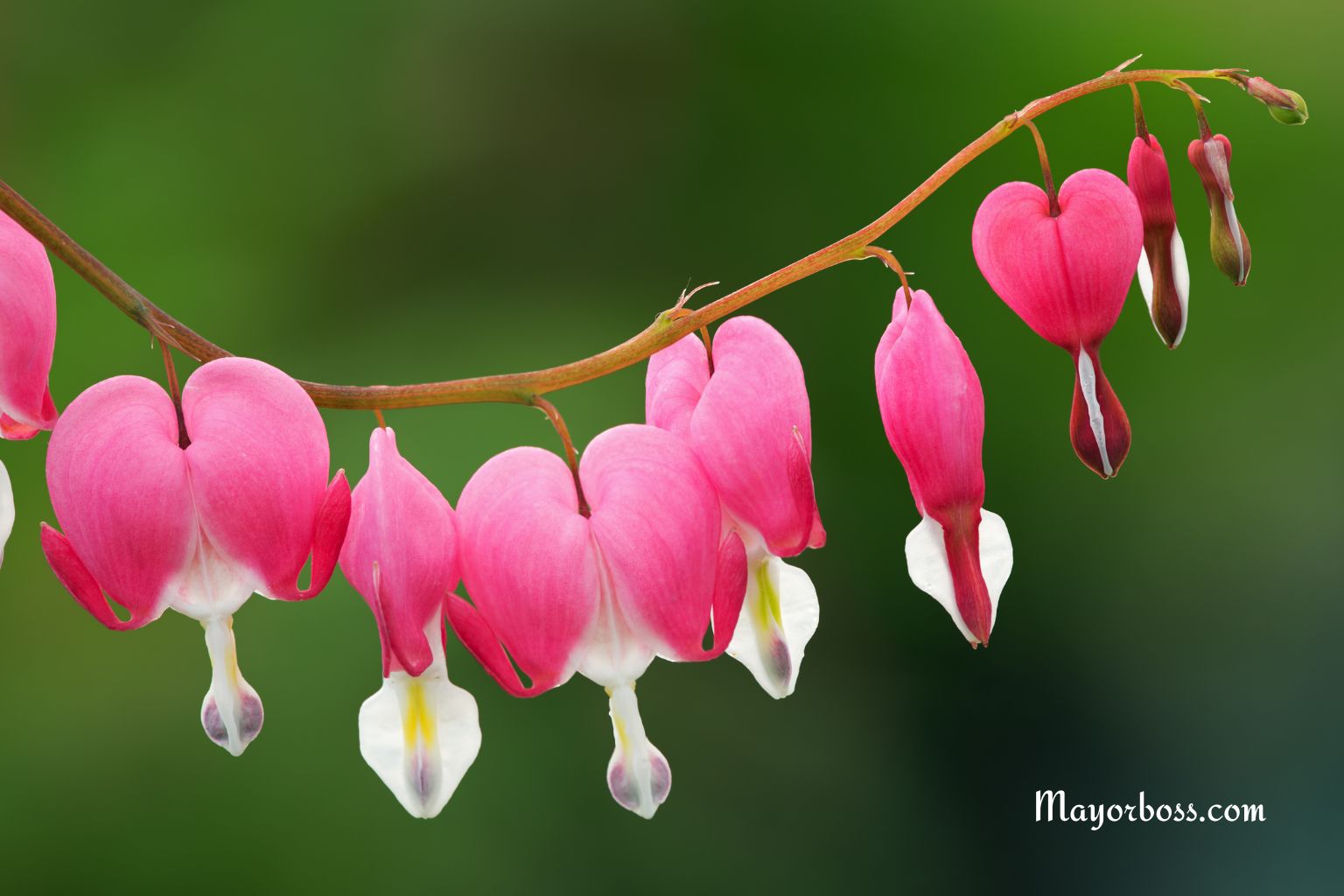 How to Grow Bleeding Hearts